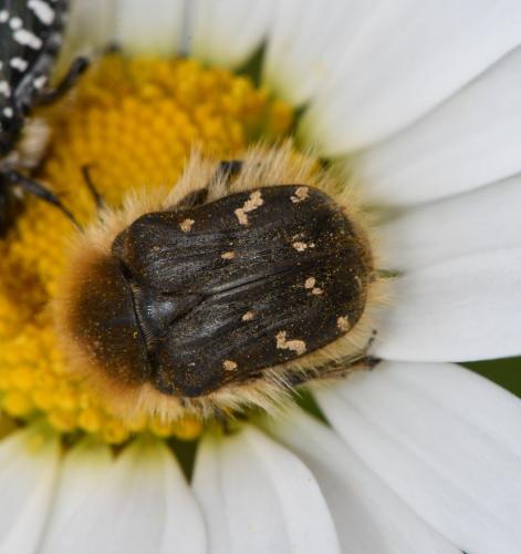 Tropinota hirta
